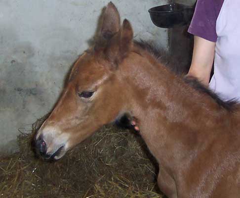 Fohlen v. EH.Goldschmidt
