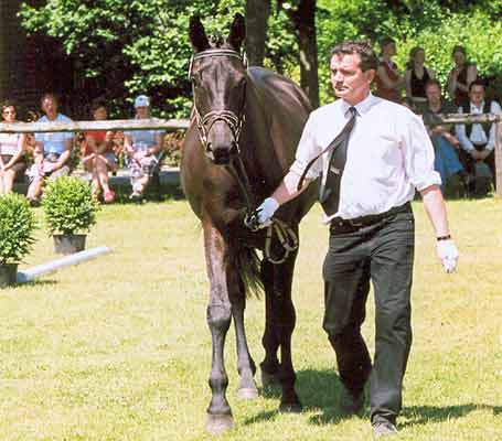 Samara bei der Zentralen Stuteneintragung im Juni 2006 Samara