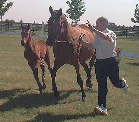 Sara, Stutfohlen von Finley M aus der Scharifa von Caprimond Sara