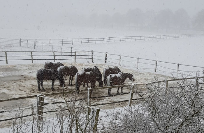 Pferde im Schnee